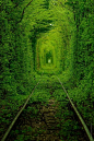 现实的梦幻绝境 世界最美的树林隧道~