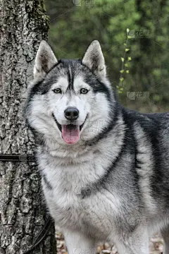 西伯利亚哈士奇犬,公园（品牌）,尖牙,雪橇犬,自然,垂直画幅,美,寒冷,可爱的,全身像