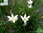 葱莲 Zephyranthes candida (Lindl.) Herb. 中国植物图像库
