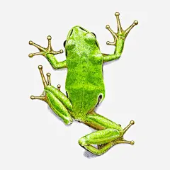 树蛙元素免抠素材 免费下载 页面网页 平面电商 创意素材 png素材