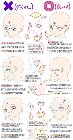 Momo_L采集到教程（头部练习）