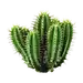 仙人掌png (1)