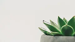 清新绿植桌面壁纸