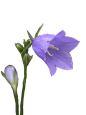 @冒险家的旅程か★
风铃草png 鲜花png 花卉 树叶 叶子 植物鲜花 紫色的花