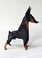 全部尺寸 | doberman pinscher, via Flickr.: