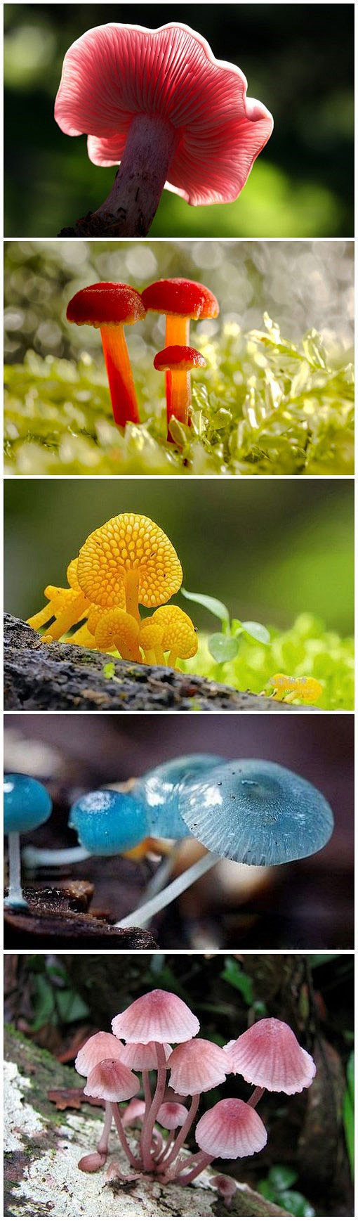 据说蘑菇越是鲜艳漂亮越有毒美丽真的是一种毒药