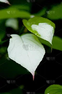 纹理效果,叶子,光合作用,复叶,垂直画幅,枝繁叶茂,无人,巨大的,夏天,阴影