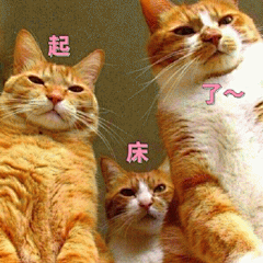 起床了表情包 [猫咪围观喊你起床啦]