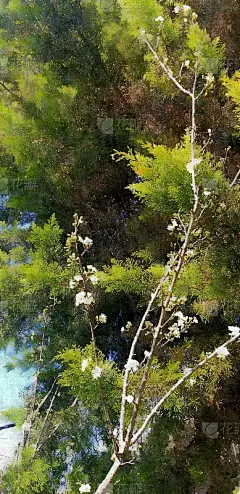 绿色的树枝上开着白花