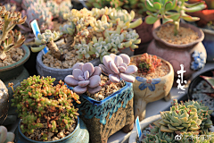 ☪墜┋落✿采集到多肉植物
