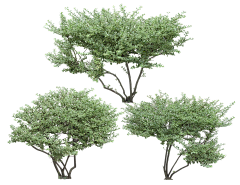 Anez采集到植物素材