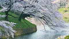 树,樱桃,开花,春天,河流,自然公园风景桌面壁纸