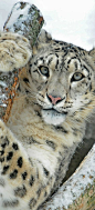 The Endangered Snow Leopard ~ Central and South Asia: 