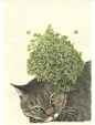 猫先生的花儿日记（山田緑水彩手绘 ）