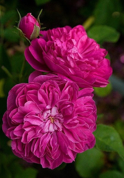 马士革玫瑰：蔷薇科蔷薇属。原产于叙利亚，...
