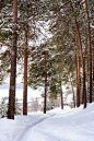 冬天的风景松树林