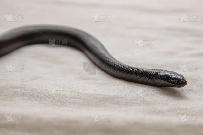 墨西哥黑王蛇(Lampropeltis getula nigrita)是较大的蛇科的一部分，是普通王