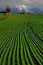 Green Wheat - Hokkaido, Japan