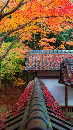 桜の道采集到旅游建筑