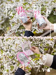 青岛白啤携手杨洋，邀你开启樱花树下的秘密