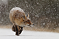 第一场雪 作者 Roeselien Raimond