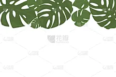 干酪藤,热带雨林,叶子,绿色,背景,纺织品,壁纸,北方蟾蜍,植物,花
