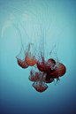 jellyfish | Tumblr