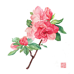 爱阅读的小女巫采集到手帐一自打印素材——花