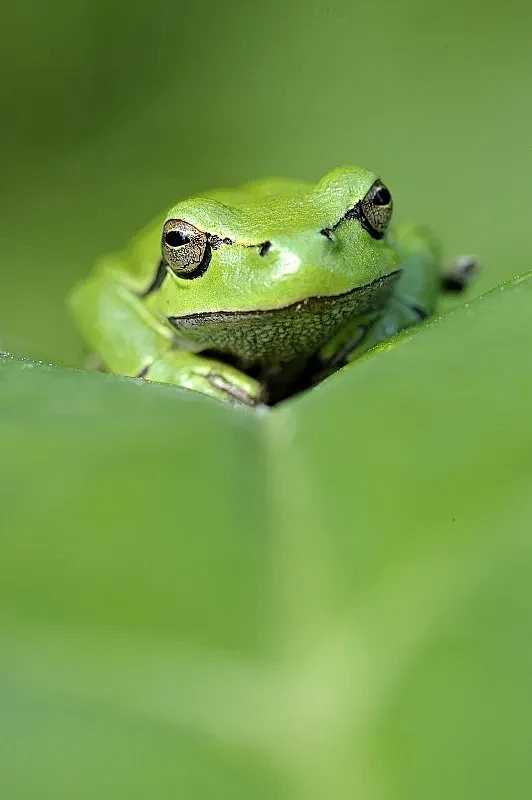 法国富松草原上的绿叶树蛙图片下载