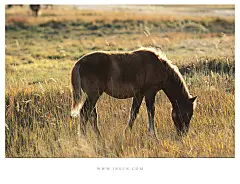 白马秋风塞上_内蒙古_黄河上下_光影天下_数码生存-小林的摄影设计手绘文字