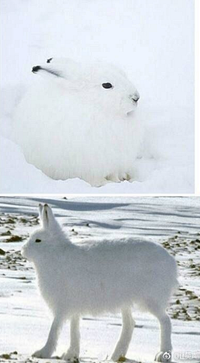 北极兔