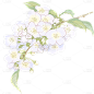 植物通用清新插画花朵元素素材