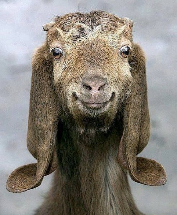 Goat!! | Cutest Paw