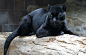 Black Jaguar / Leopard / Panther