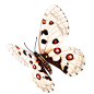 蝴蝶免抠PNG透明图片素材