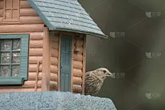 歌麻雀在喂鸟器上。