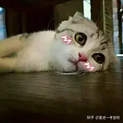 (6 封私信 / 36 条消息) 有特别可爱的表情包是种什么样的体验？ - 知乎 : 像这种的～其实题主是来空手套表情包的，大家别犹豫直接发(=ﾟωﾟ)ﾉ