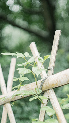 药生采集到芳草萋萋