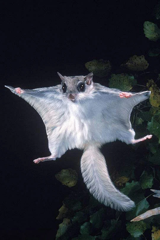 啮齿目·松鼠科·鼯鼠属：美洲飞鼠