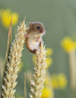 英国摄影师 Dean Mason 拍摄的巢鼠。
巢鼠可以如杂技演员般在若不禁风的植物上攀爬腾挪，它们的尾巴善于抓握，有助于维持平衡。
-
deanmasonwildlifephotography.co.uk ​​​​
