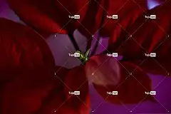 圣诞星 花 背景 酒红 4K壁纸 美丽的壁纸 深红