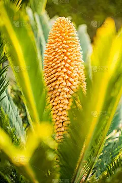 黄色西米棕花。