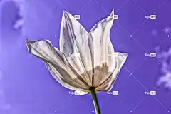 自然 植物 郁金香 花壁纸 白色的 超现实的 花卉背景 蓝色的