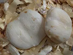 棕榈种子