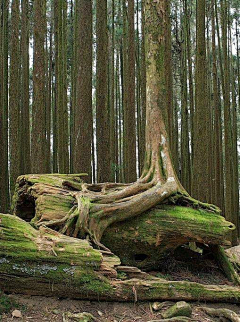 木柚同学采集到树