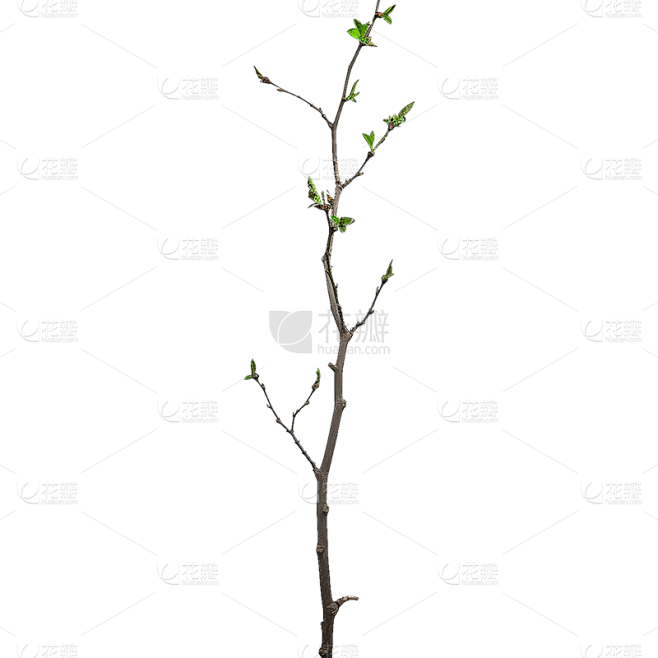 植物通用实景细树枝元素素材