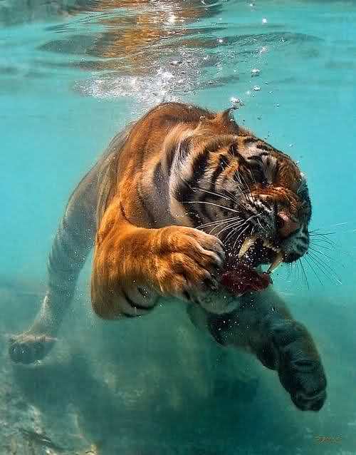 tiger underwater sna...