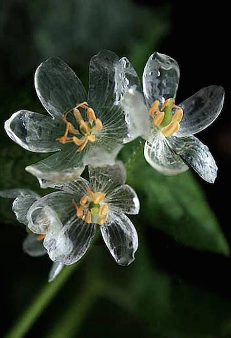 日本存在淋雨后花朵会变透明化的真实植物，...