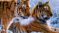 2019-11-16_5dcfbc3f5efac_tigers_2-wallpaper-1920x1080.jpg (1920×1080)