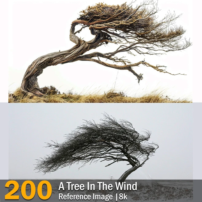 A Tree In The Wind | Reference Images | 8k-花瓣网